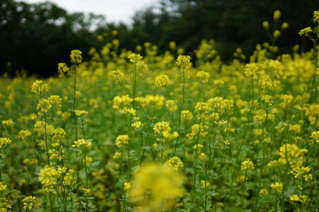 菜の花畑