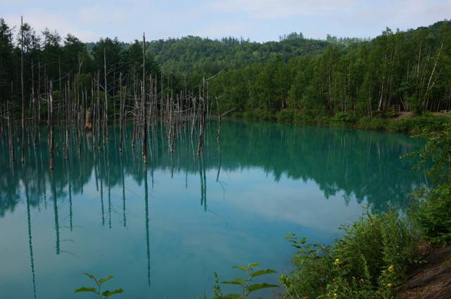 夏の青い池