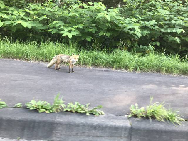 夏のキタキツネ