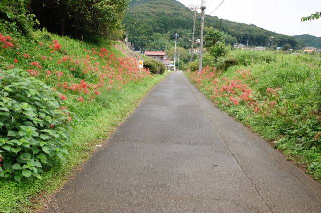 巾着田への道のり