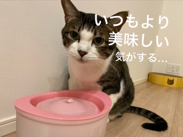 猫の自動給水器