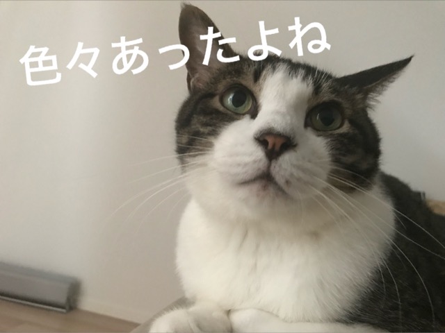 猫を飼う時