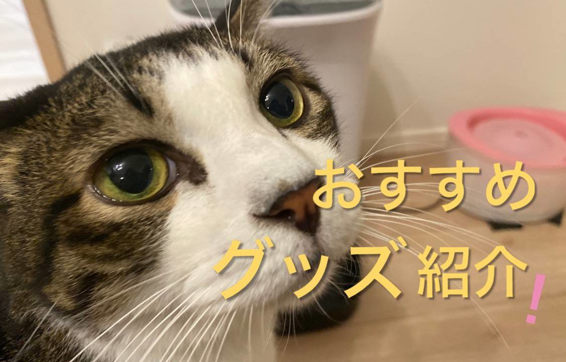 猫グッズおすすめ