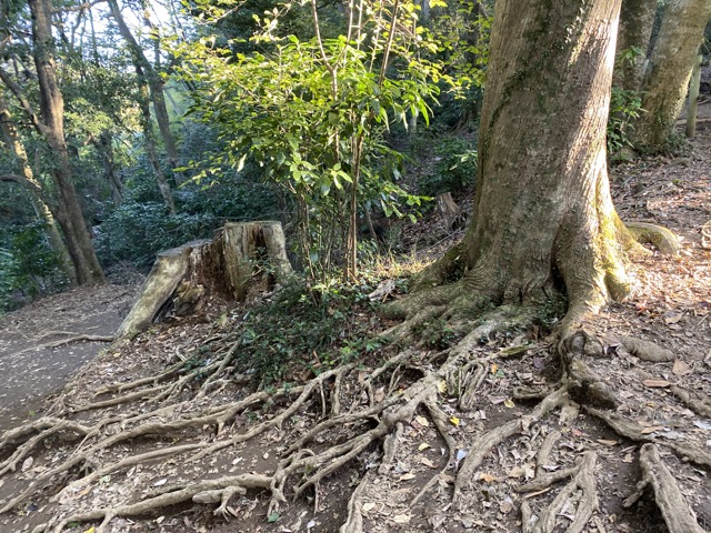 高尾山４号路