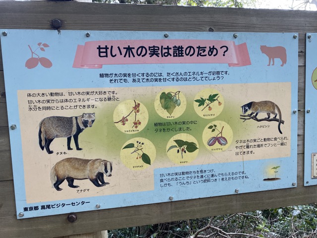 高尾山の動物