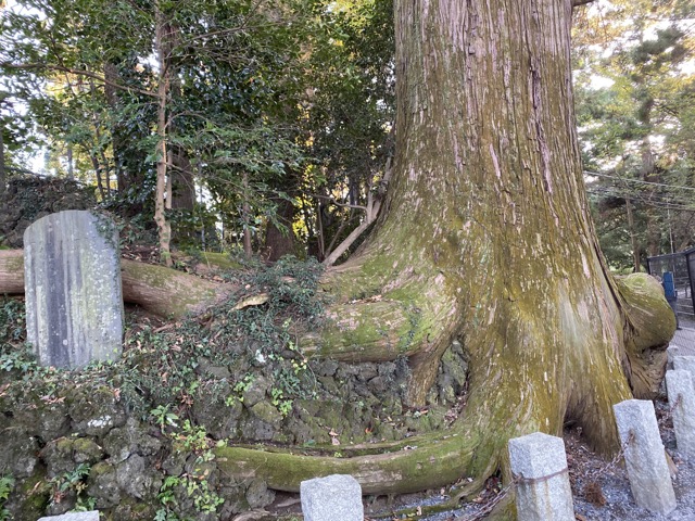 高尾山のタコ杉